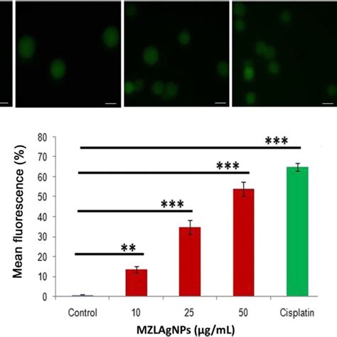 Measurement Of Mitochondrial Membrane Potential In Mzlagnp Treated Hct