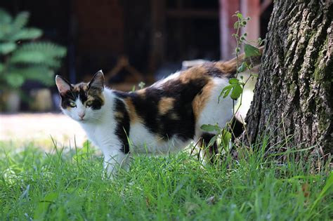 How Rare Are Calico Cats? Vet-Verified Genetic Insights - Catster