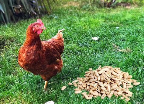 Can Chickens Eat Sunflower Seeds My Chickens Go Crazy For Them