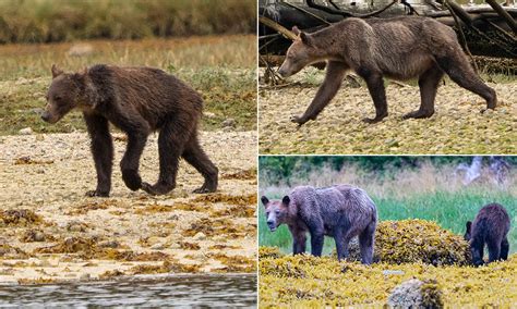 Bears Without Fur