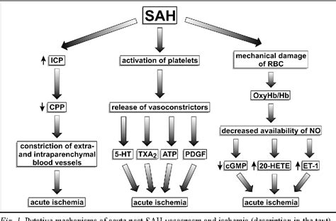 Figure From Mechanisms Of Vascular Dysfunction After Subarachnoid