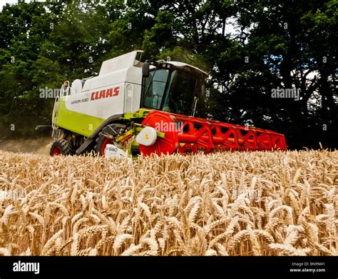 Wheat being combined in Surrey Stock Photo - Alamy