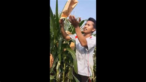 Mata Kuliah Dasar Dasar Pemuliaan Tanaman Agh Ipb Penyungkupan Jagung