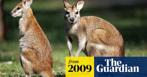 TIL that wallabies, high on opium are responsible for creating crop ...