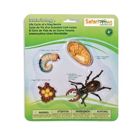 Life Cycle Of A Stag Beetle | Educational Science Toy | Safari Ltd® — Safari Ltd Wholesale