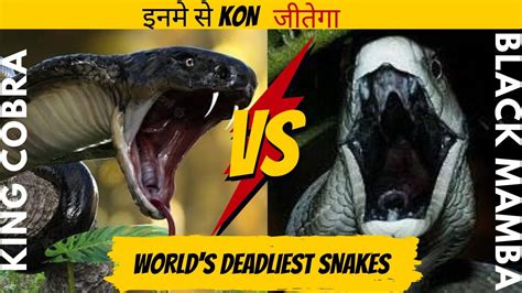 Ll King Cobra Vs Black Mamba Snake Ll