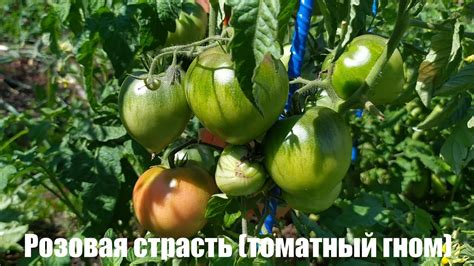 Микрообзор сорта томата Розовая страсть (гном) - YouTube