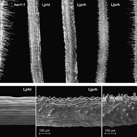 Zones Of Root Hair Development In L Japonicus An Image Of A Portion