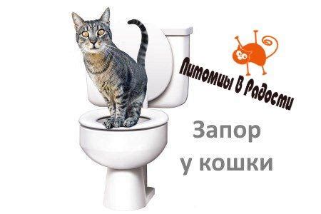 Проблема запора у кошек: лечение в домашних условиях