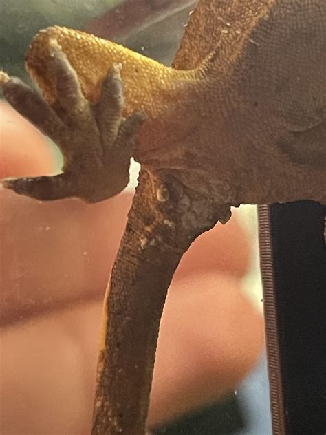 Can Anyone Tell Me The Sex Sorry For The Bad Quality Ive Been Trying To Take A Photo For 15