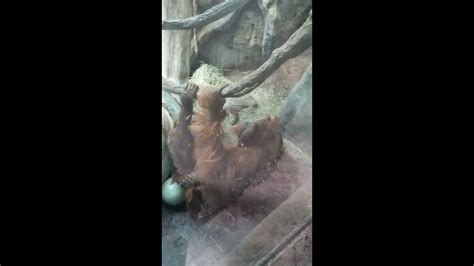 Orangutans Having Sex Youtube