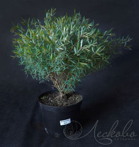 Ива пурпурная (Salix purpurea `Nana`) - Ива пурпурная - Ива ...