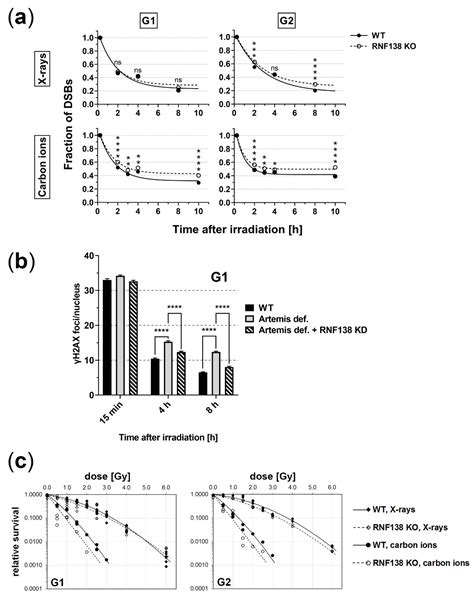 Cells Free Full Text The Ubiquitin Ligase Rnf138 Cooperates With