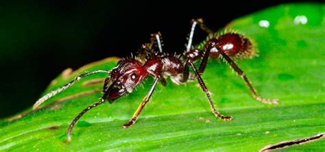 Hormiga Características Hábitat Reproducción Y Mucho Más