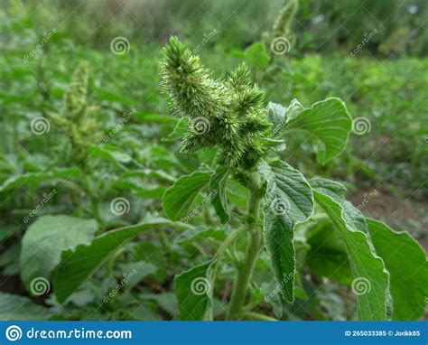 Amaranthus Albu In The Field A Weed In Natural Conditions Stock Image