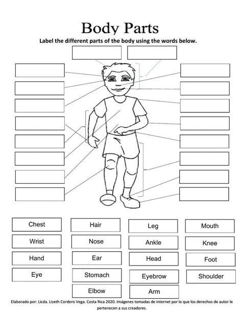 Label the Body Parts | Interactive Worksheet | Education.com ...