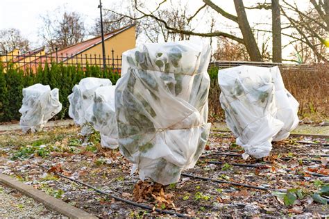 Plantes frileuses à hiverner à rentrer à l abri ou à pailler protege