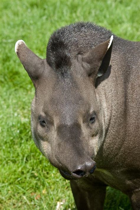 Funny Tapir Picture. Image: 10352184