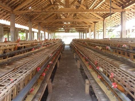 √ Ini Adalah Ukuran Kandang Ayam Petelur Yang Benar