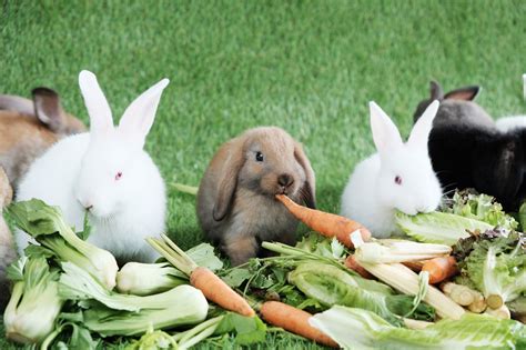A Guide On Rabbit Food