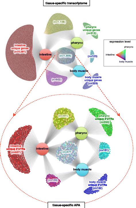 Distribution Of Tissue Specific Gene Expression And Alternative Download Scientific Diagram