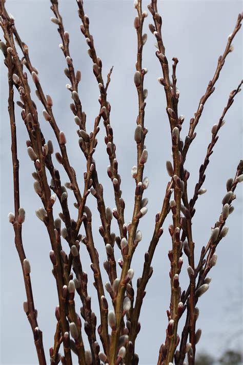 Cheryl S Cents Worth Growing Pussy Willows And Curly Willows