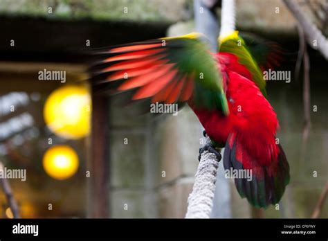 Alas De Loro Fotografías E Imágenes De Alta Resolución Alamy