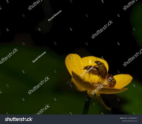 Beetles Mating Yellow Flower Have Sex Stock Photo Shutterstock