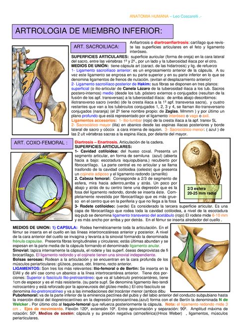 Artrologia De Miembro Inferior Anatomia Humana Leo Coscarelli