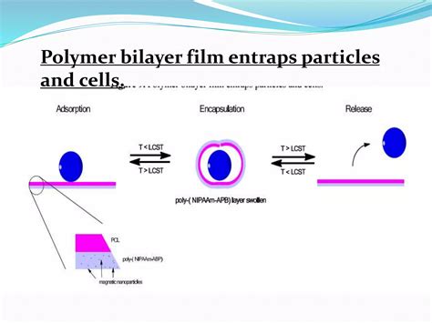 Thermoresponsive polymers for biomedical applications | PPTX