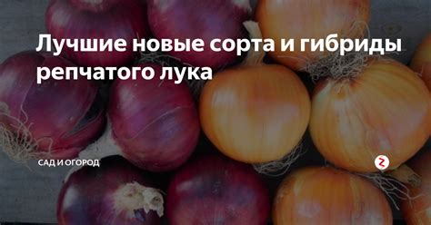 Лучшие новые сорта и гибриды репчатого лука | Сад и огород | Дзен