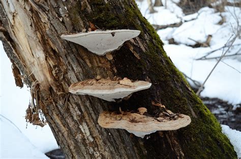 Трутовик плоский (Ganoderma applanatum) фото и описание
