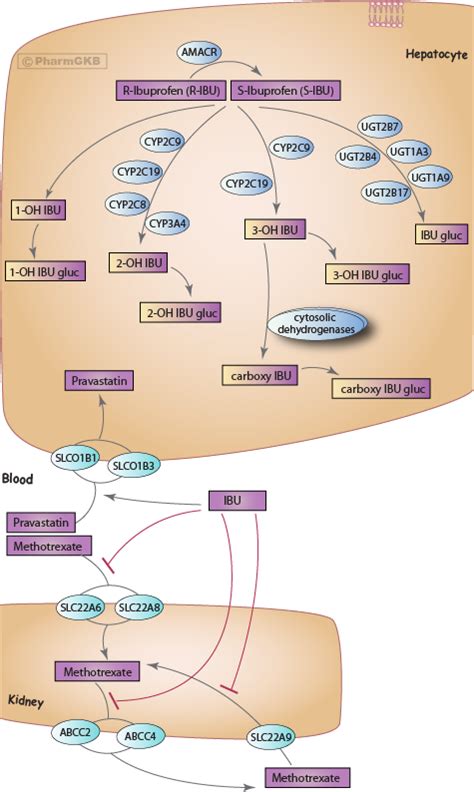 Ibuprofen Mechanism Of Action