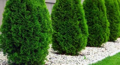 Лучшие удобрения для туи – обзор самых полезных подкормок в интернет ...