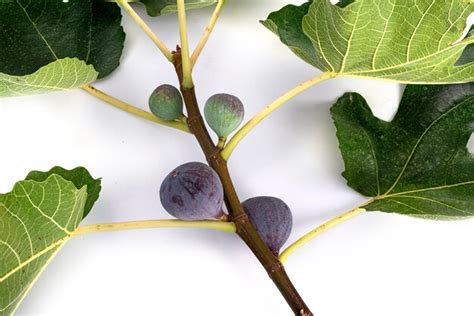 Premium Photo | Purple figs in front of white background