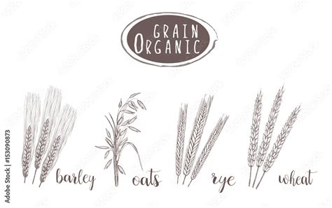 Organic grain sketch illustration. Hand drawing wheat, barley, oats, rye ear set Stock Vector ...