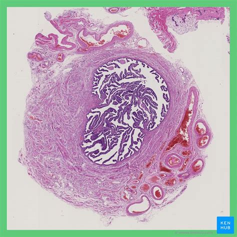 Fallopian Uterine Tubes Anatomy And Histology Kenhub