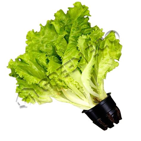 Как Выглядит Салат Айсберг Фото – Telegraph