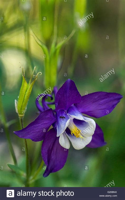 Alpine Columbine Aquilegia Alpina High Resolution Stock Photography And