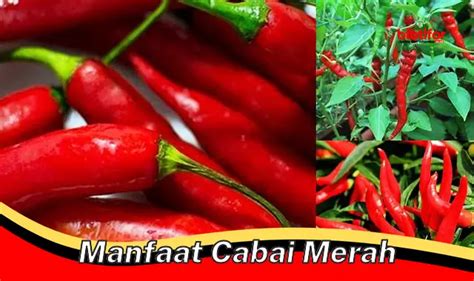 Temukan Manfaat Cabai Merah Yang Jarang Diketahui Biotifor