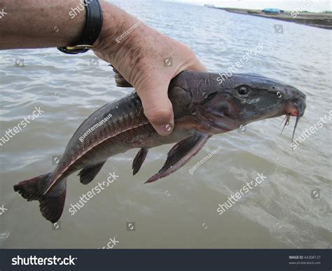 Casting Negro Anal Images Stock Photos Vectors Shutterstock