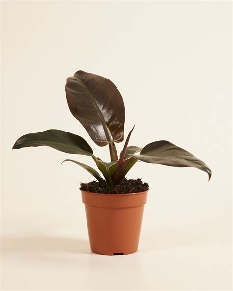 Philodendron Imperial Red M online kopen | PLNTS.com
