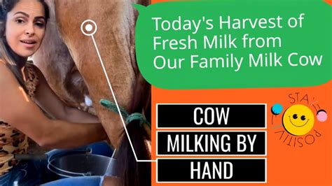 How To Milk A Cow By Hand Cow Milking By Hand Minivlog Youtube