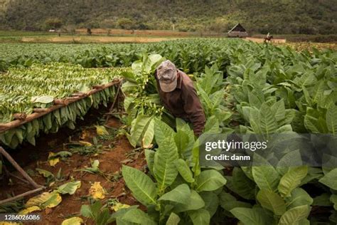 Tobacco House Photos and Premium High Res Pictures - Getty Images