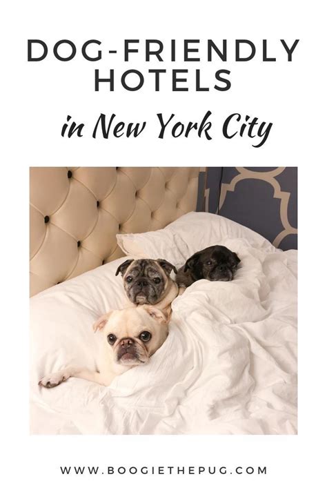 The Best Pet-Friendly Hotels in New York City | Dog friendly hotels ...