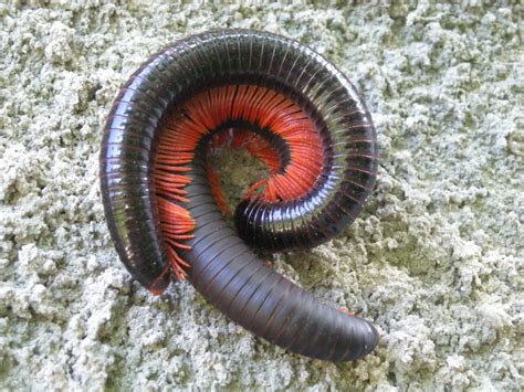 Archispirostreptus | это... Что такое Archispirostreptus?