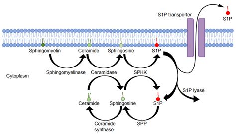 Biology Free Full Text Sphingosine 1 Phosphate Signaling At The