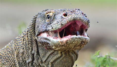 Komodo Dragon Facts Rainforest Cruises