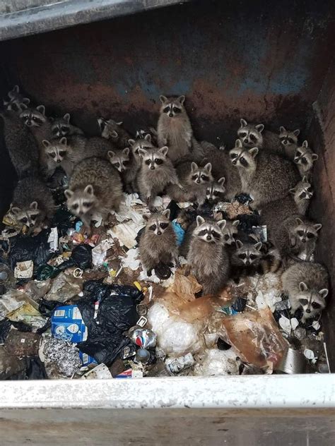 Trash Pandas Why Do You Call Them Trash Pandas Rtrashpandas