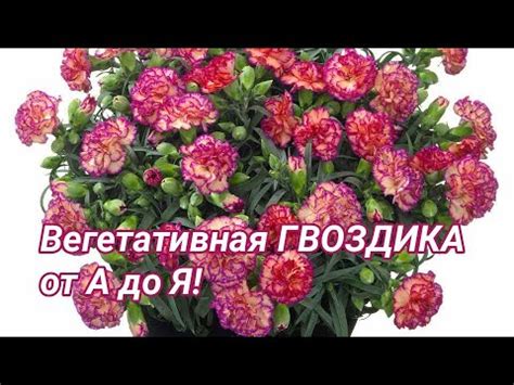 Вегетативная ГВОЗДИКА от А до Я. - YouTube